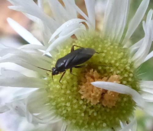 Réf. 285 459 : Plagiognathus arbustorum